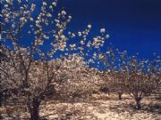 Floración del Cerezo en el Valle de la Fuenmayor, PN de Sierra Magina, Torres